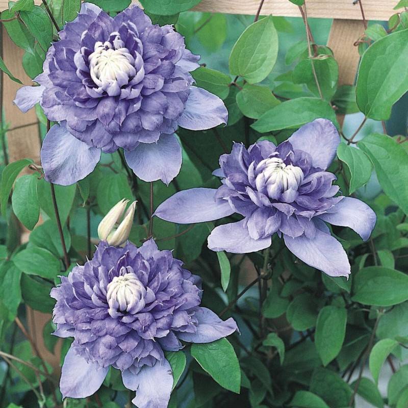Clématite Blue Light® à fleurs Bleue - feuillage Caduc - Pot de 1,5L - Tuteur bambou 30/60 cm-  hauteur à maturité De 2,00 m à 2,50 m - Image 5