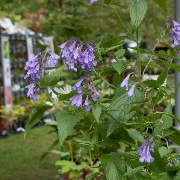 Nepeta subsessilis Laufen - Chataire Godet de 8/9 cm