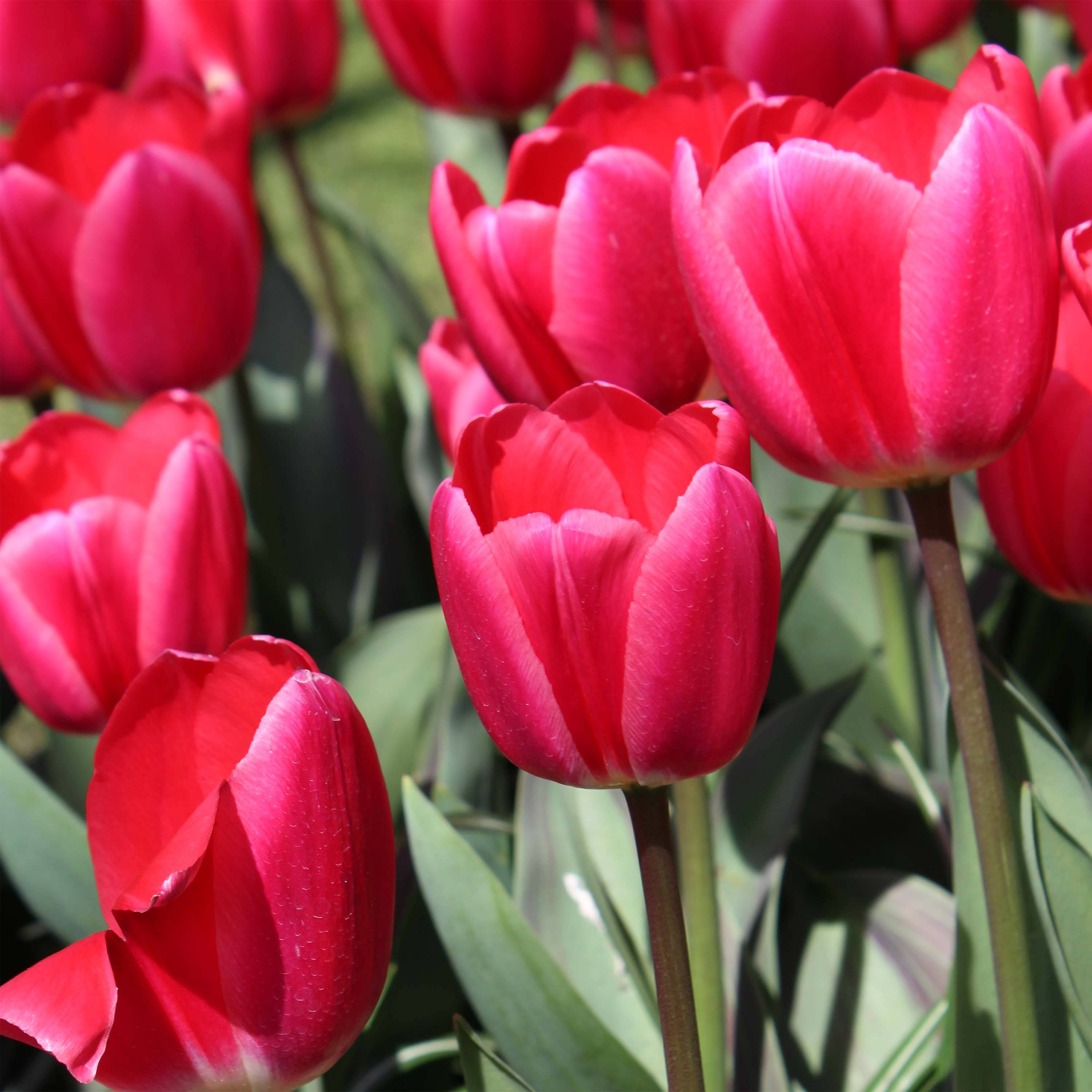 Promesse de Fleurs - Tulipe Darwin Cherry Delight Bulbe calibre 12+ (par 10)