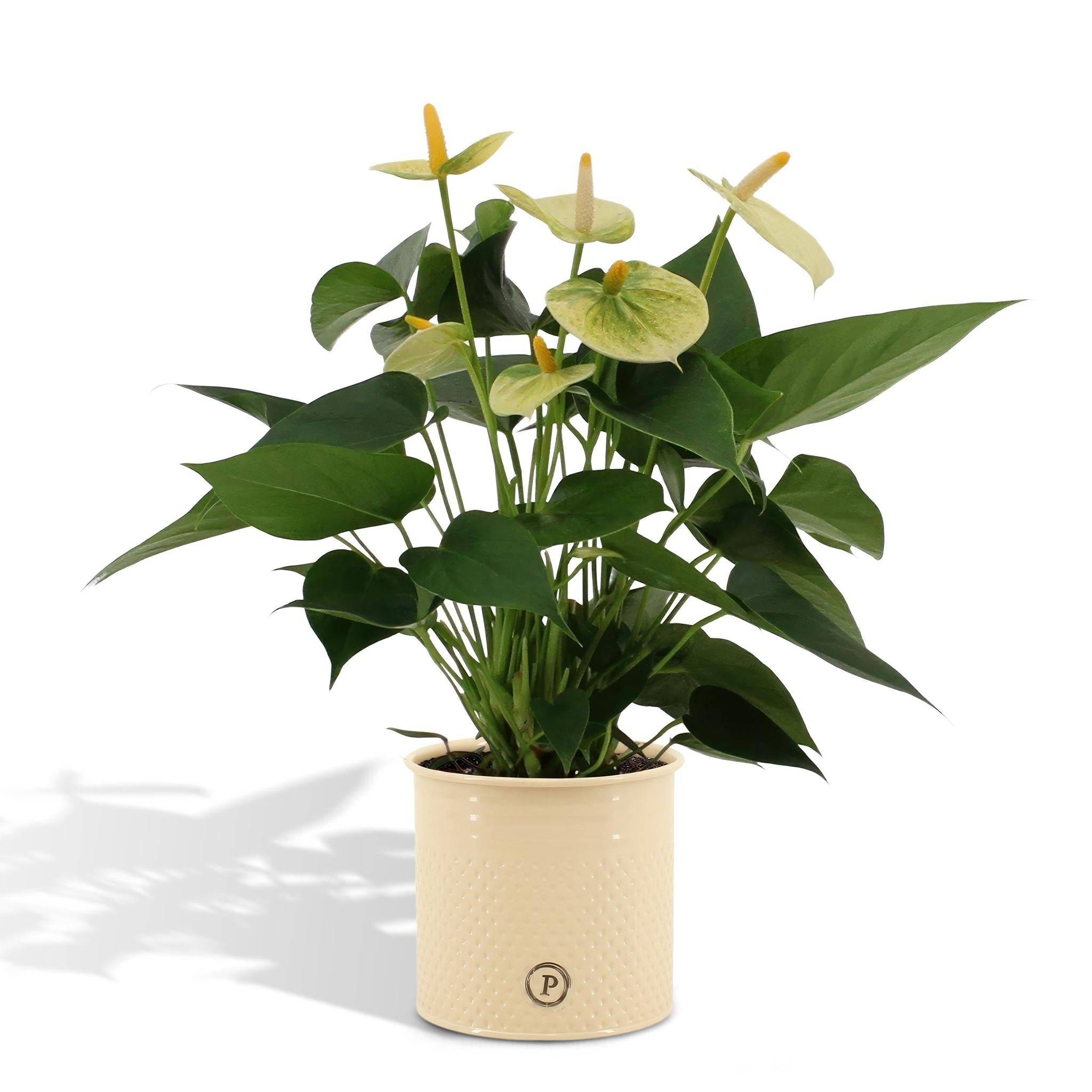 La Green Touch - Anthurium andreanum Vanilla et son pot- La Green Touch Crème - Hauteur 45cm - Imagen 1