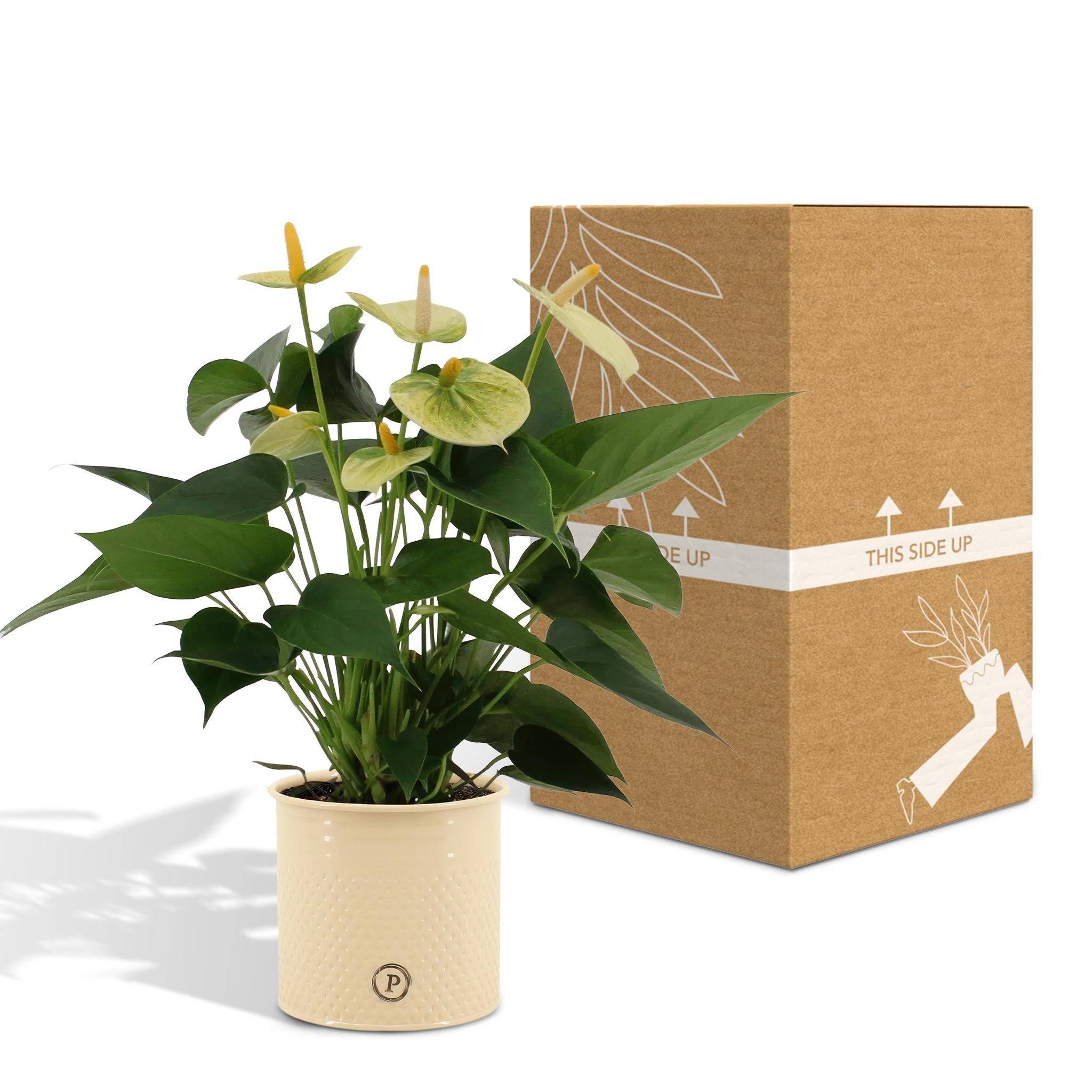 La Green Touch - Anthurium andreanum Vanilla et son pot- La Green Touch Crème - Hauteur 45cm - Imagen 5