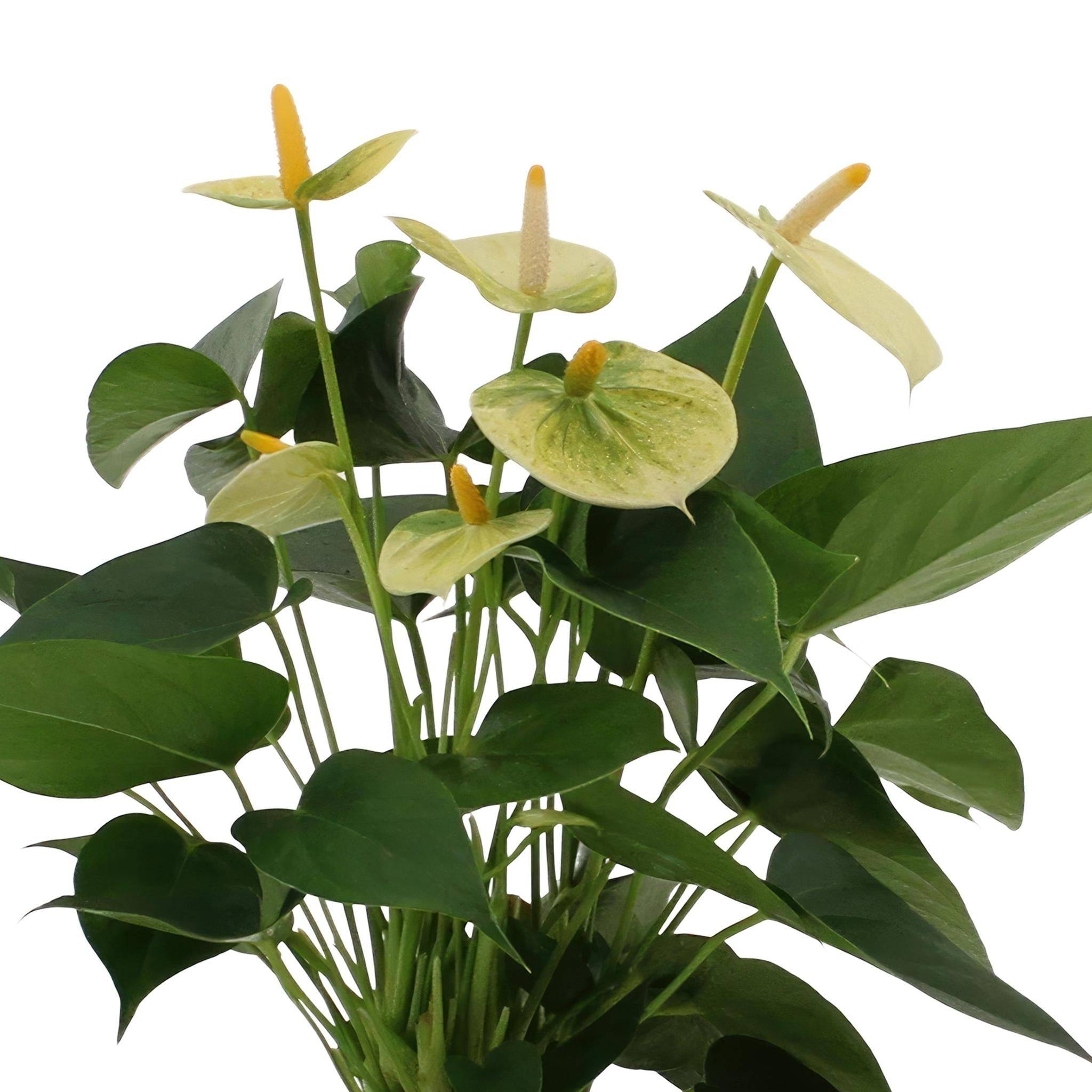 La Green Touch - Anthurium andreanum Vanilla et son pot- La Green Touch Crème - Hauteur 45cm - Imagen 3