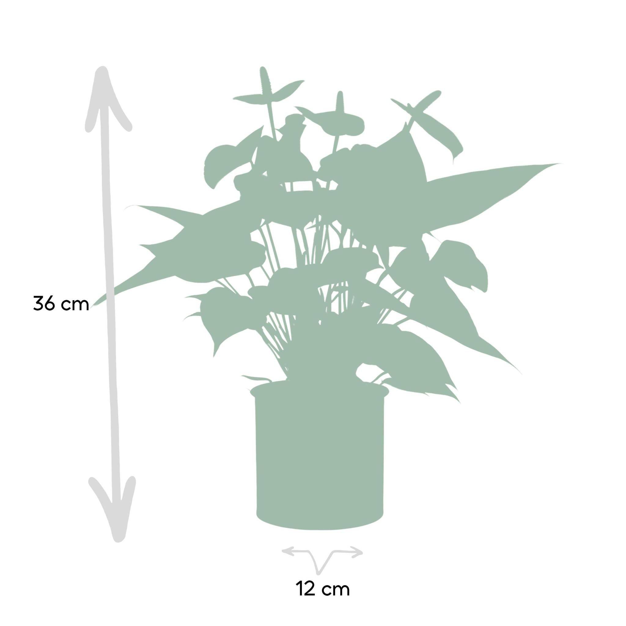 La Green Touch - Anthurium andreanum Vanilla et son pot- La Green Touch Crème - Hauteur 45cm - Imagen 4