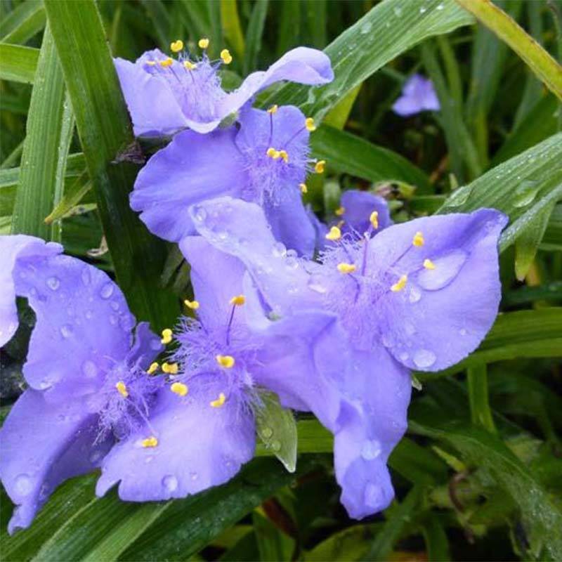 Promesse de Fleurs - Ephémère de Virginie - Tradescantia andersoniana JC Weguelin Godet de 8/9 cm