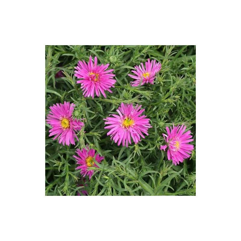 Aster d'automne Alice Haslam, Aster dumosus à fleurs Rose/ - feuillage Caduc - Godet - 5/20 cm - Imagen 5