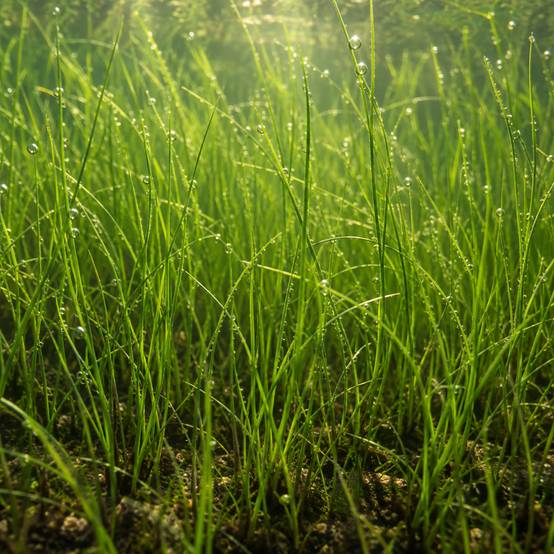 Scirpe épingle - Eleocharis acicularis - Lot de 4 avec panier - Image 2