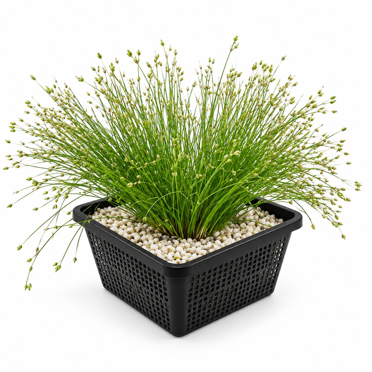 Scirpe épingle - Eleocharis acicularis - Lot de 4 avec panier