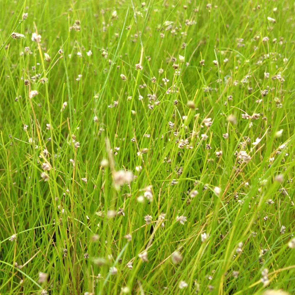 Scirpe épingle - Eleocharis acicularis - Lot de 4 avec panier - Image 3