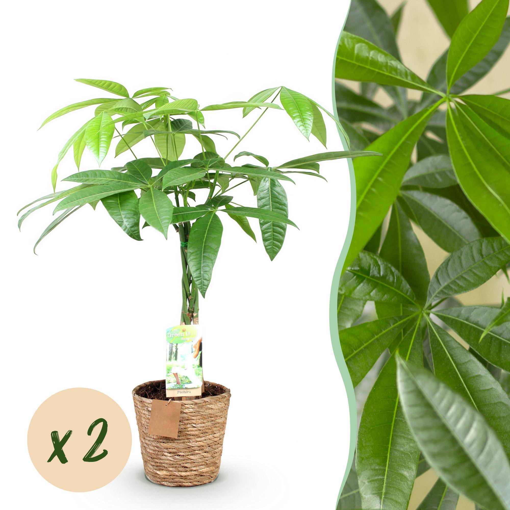 La Green Touch - Pachira Aquatica Tronc Tressé - D17 H70cm - Image 2