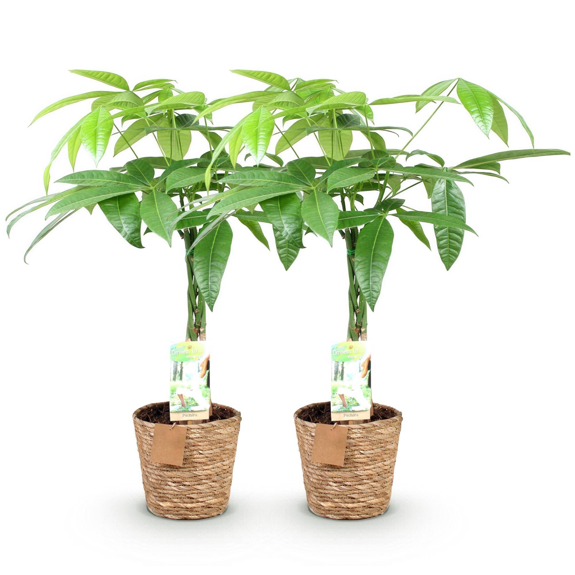La Green Touch - Pachira Aquatica Tronc Tressé - D17 H70cm - Image 3