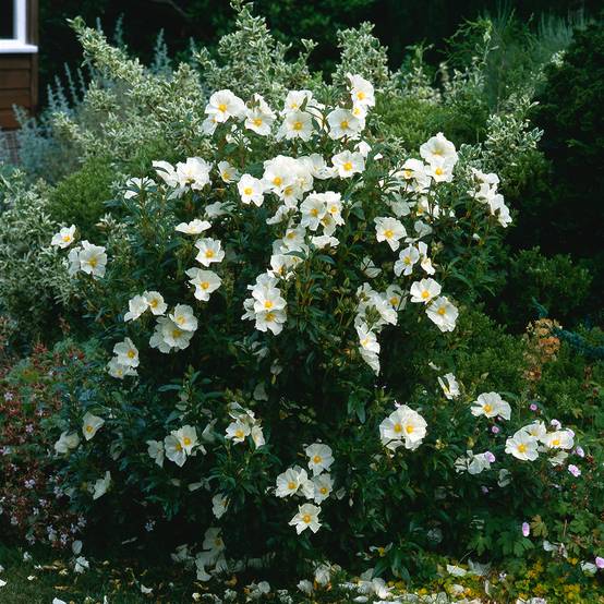 Cistus x florentinus Repens - Ciste Godet de 8/9 cm