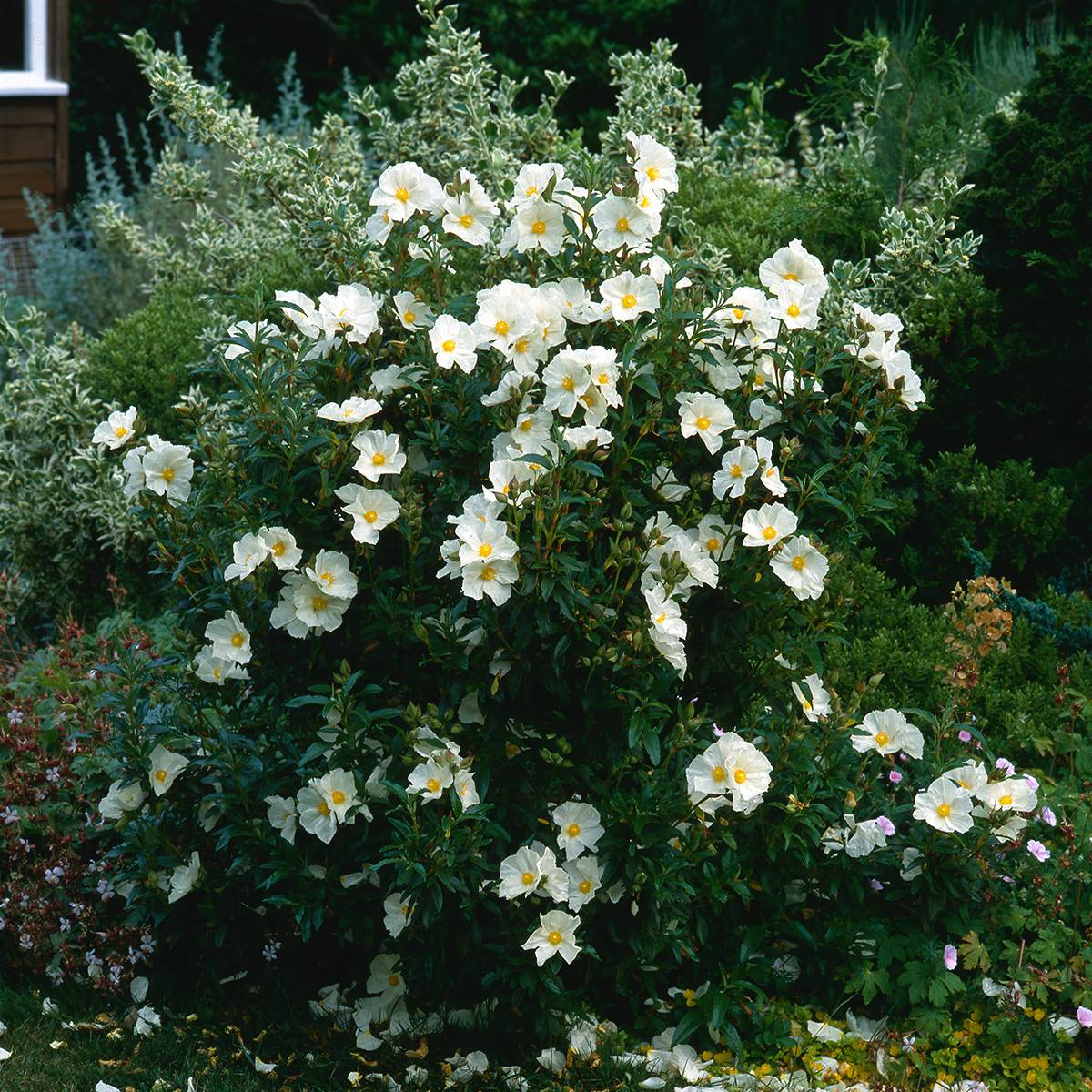 Cistus x florentinus Repens - Ciste Godet de 8/9 cm
