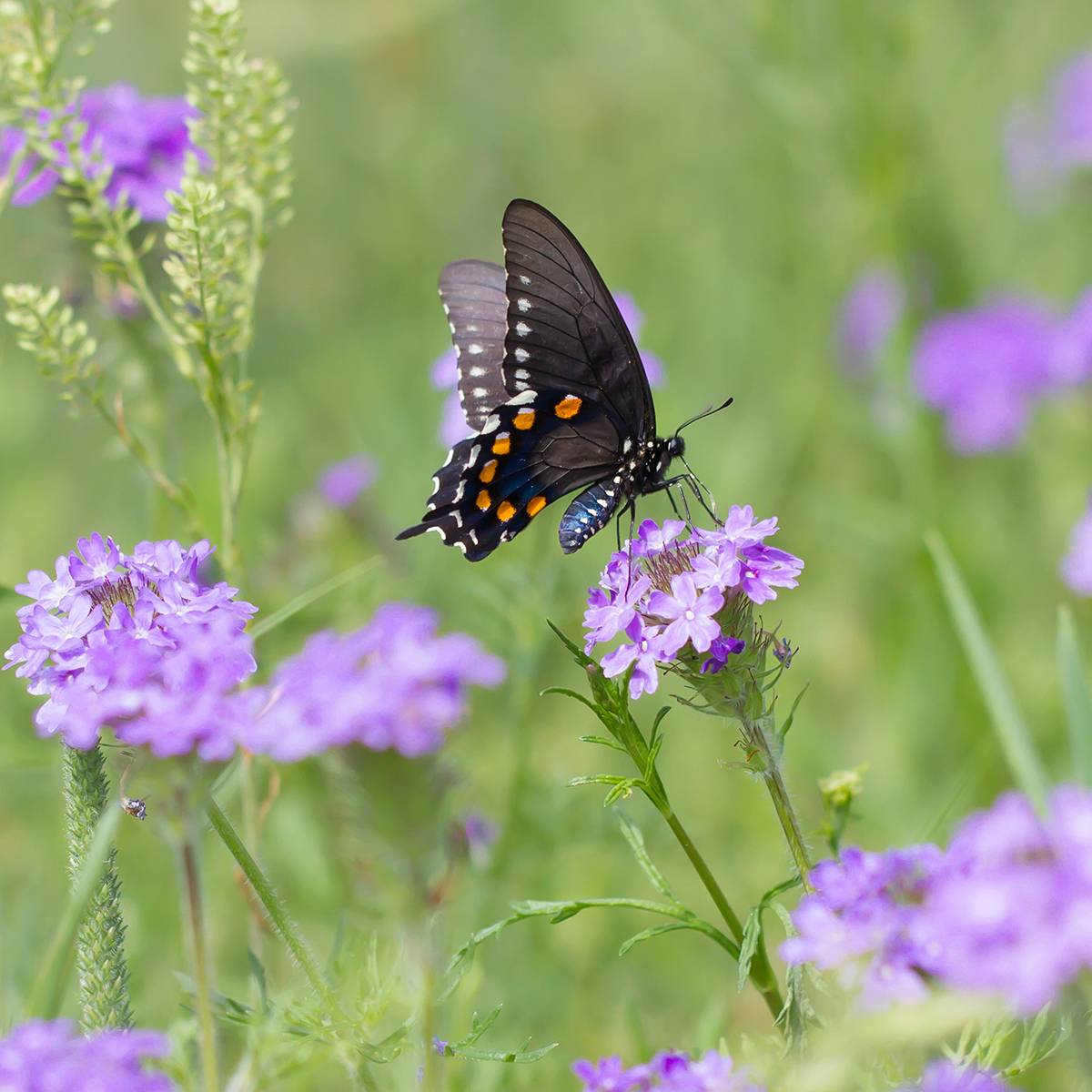 Promesse de Fleurs - Verbena tenuisecta - Verveine mousse Godet de 8/9 cm