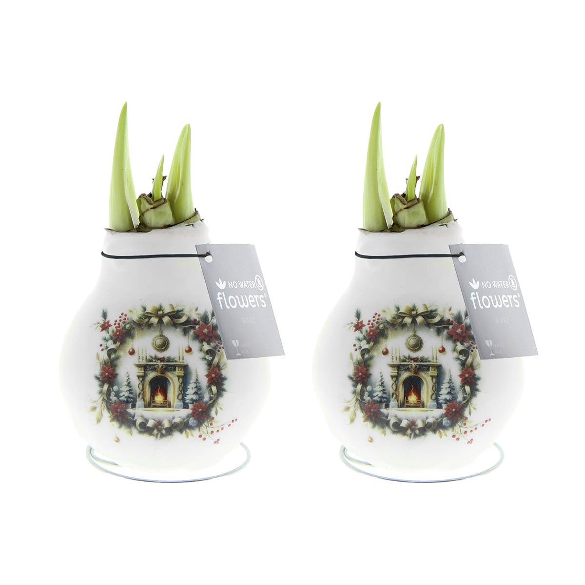 Lot de 2 - Bulbe d'Amaryllis en cire - Cheminée de Noël - H. 15-25 cm à la livraison - Image 1