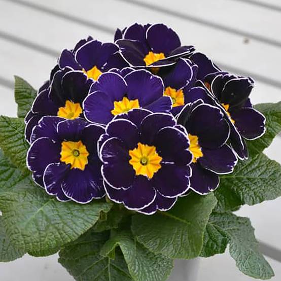 Promesse de Fleurs - Primevère hybride Charlie Deep Blue Edge F1 - Primula hybrida Mini-motte Ø 1,5/2,5 cm (par 5)