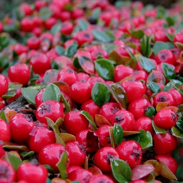 Cotoneaster suecicus Coral Beauty Godet de 8/9 cm - Image 1