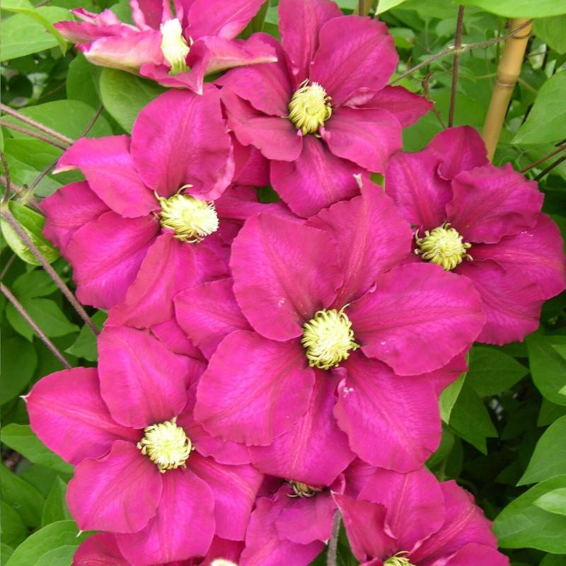 Clématite SUCCESS® Magenta 'Tra73' à fleurs Rouge - feuillage Caduc - Pot de 3L - Echelle bambou 60/120 cm-  hauteur à maturité De 1,50 m à 2,00 m - Imagen 6
