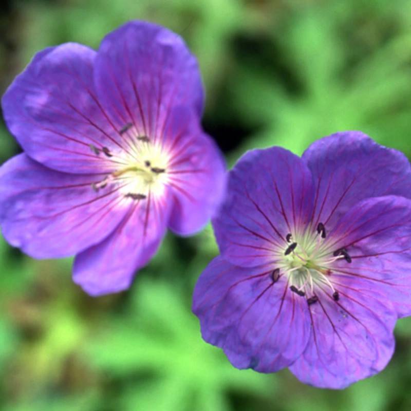Géranium vivace Brookside à fleurs Bleue - feuillage Persistant - Godet-  hauteur à maturité De 0,50 m à 1,00 m