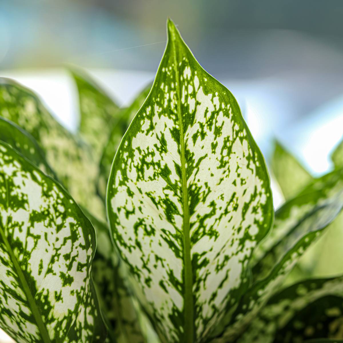 Sitemapcdatahttpscookniqoocomporte Plante Jardiland