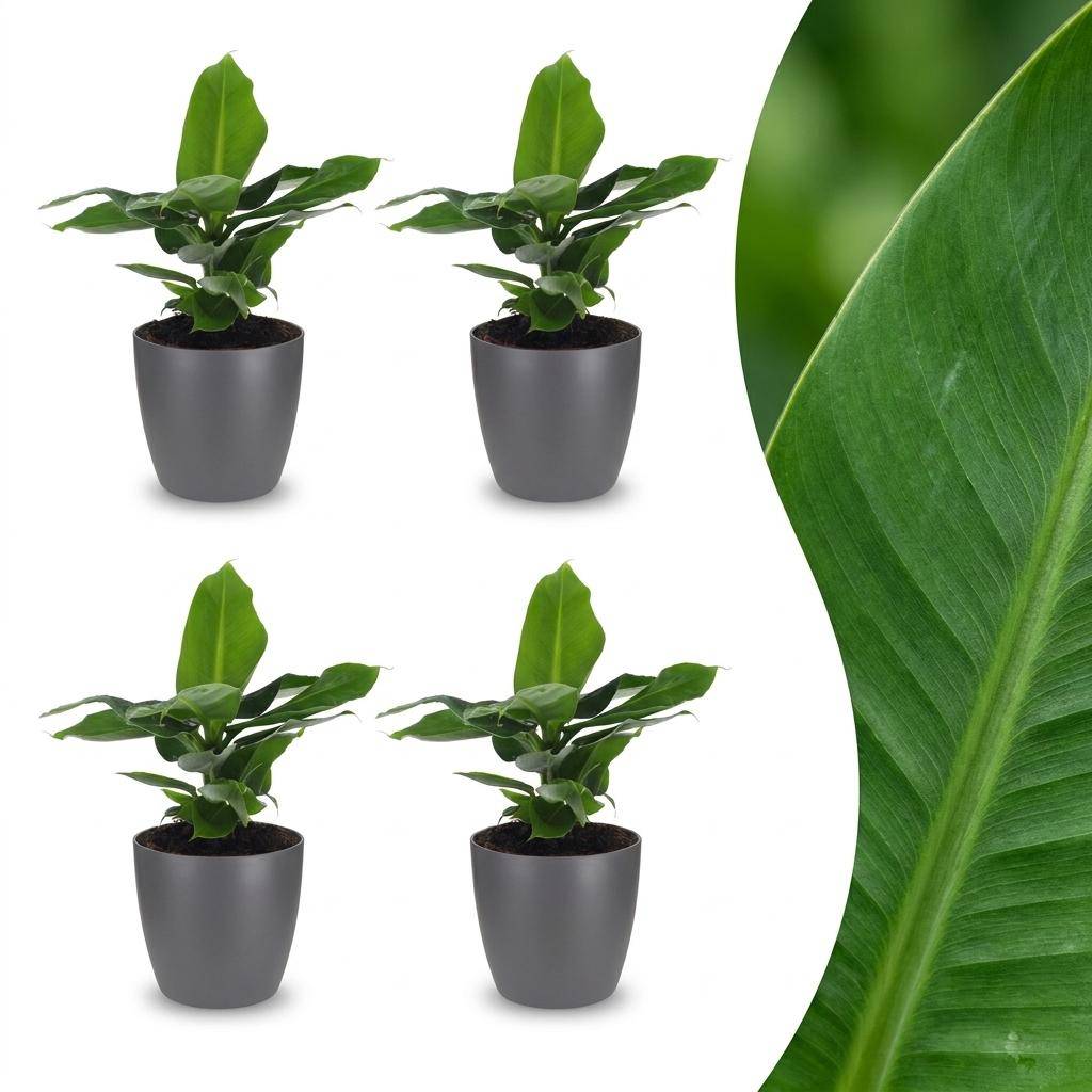 Musa Oriental Dwarf - Bananier nain oriental - Pot de 12cm - 4 plantes - Gris - Plantes d'intérieur