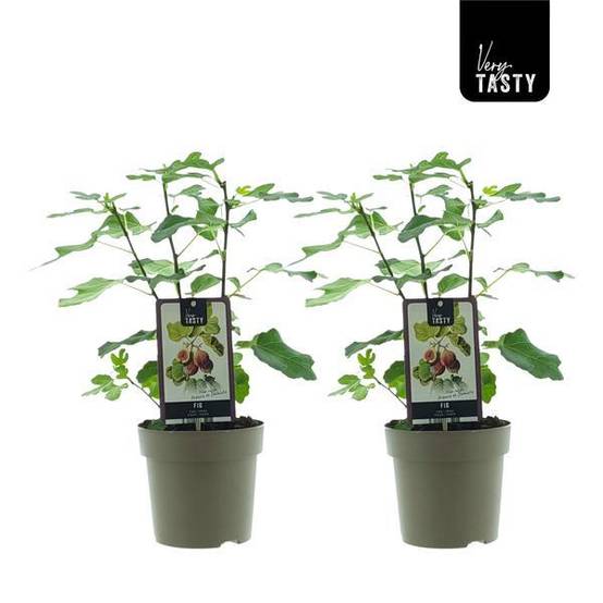 Ficus Precose de Dalmatie (15020) - H40cm