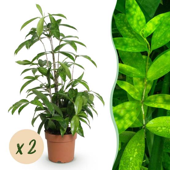 Dracaena surculosa - lot de 2 - Ø17cm - ↕70cm - Plantes d’intérieur - Image 1