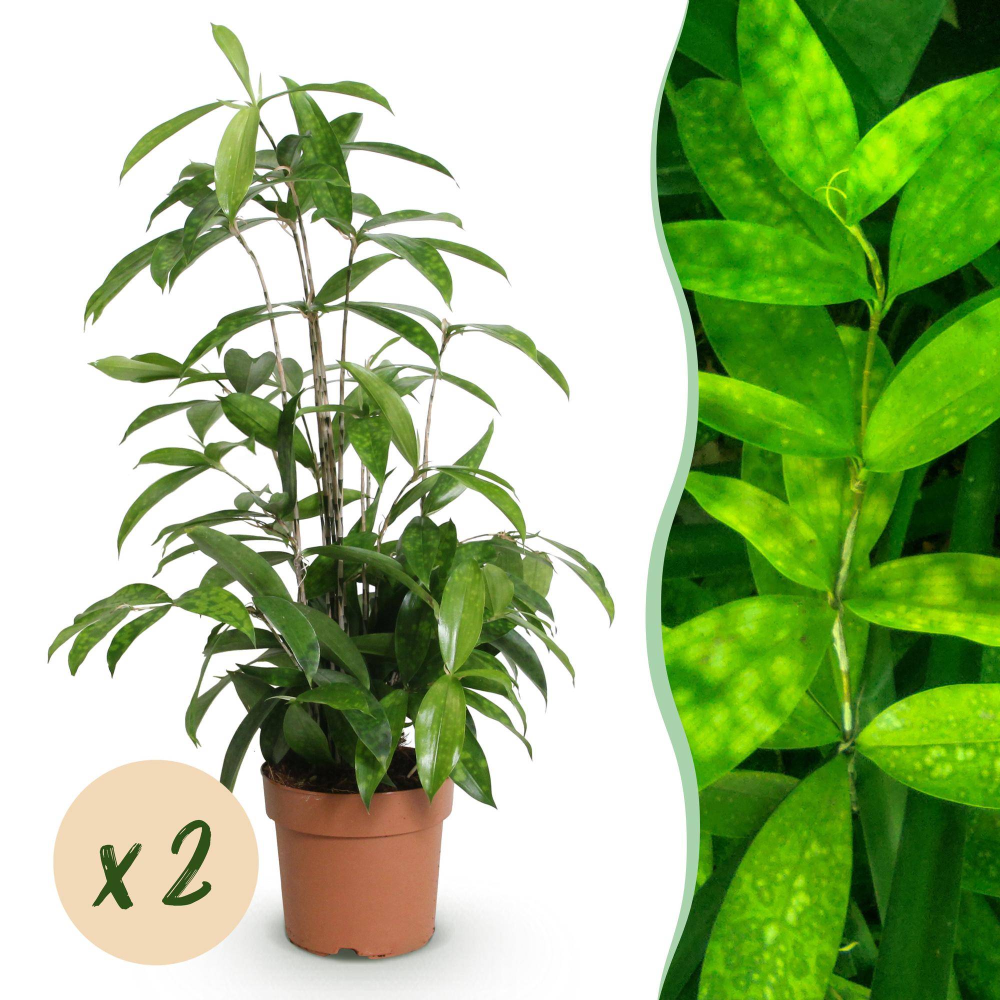Dracaena surculosa - lot de 2 - Ø17cm - ↕70cm - Plantes d’intérieur