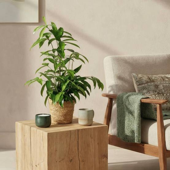 Dracaena surculosa - lot de 2 - Ø17cm - ↕70cm - Plantes d’intérieur - Image 4