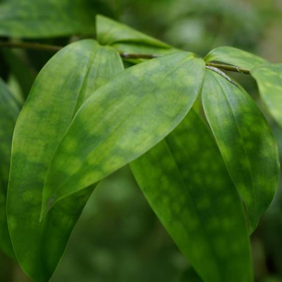 Dracaena surculosa - lot de 2 - Ø17cm - ↕70cm - Plantes d’intérieur - Image 5
