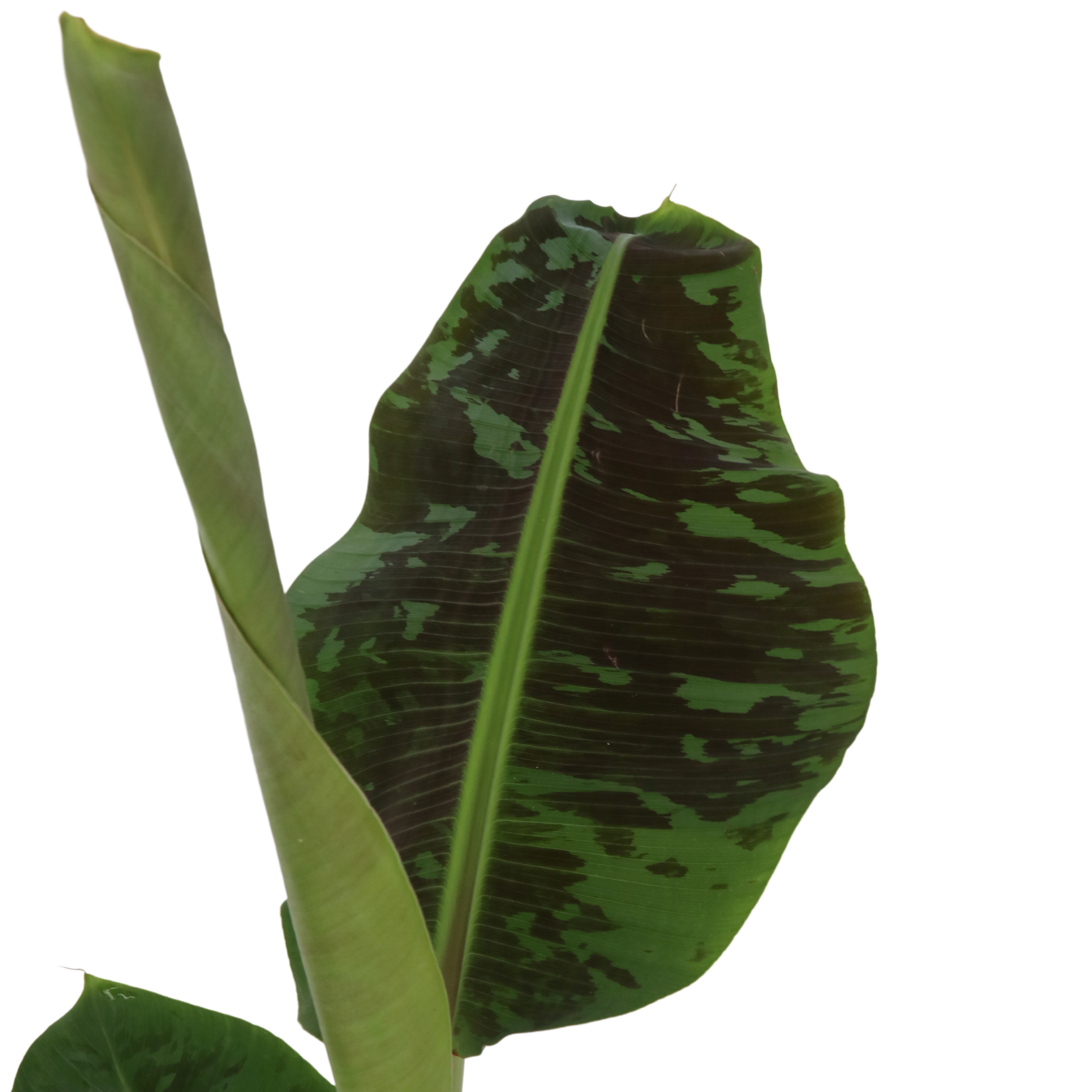 Plant In A Box - Bananaier nain - Musa 'Dwarf Cavendish' - Hauteur 90-100cm - ⌀21cm - Image 4
