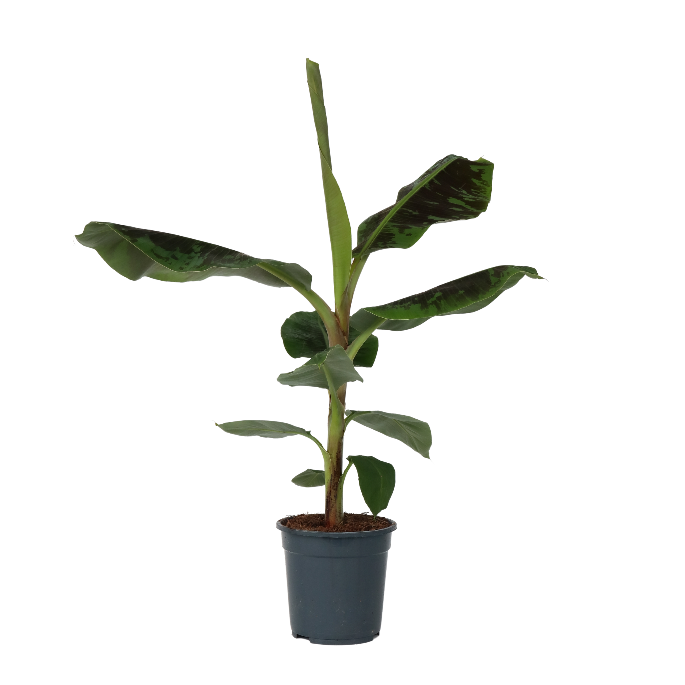 Plant In A Box - Bananaier nain - Musa 'Dwarf Cavendish' - Hauteur 90-100cm - ⌀21cm - Image 1