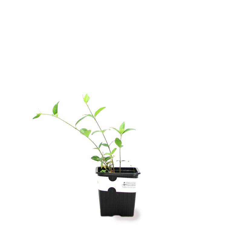 3 Petites Pervenches 'Alba' (Vinca Minor 'Alba') - Lot de 3 vivaces - Pépinières Naudet - Image 2