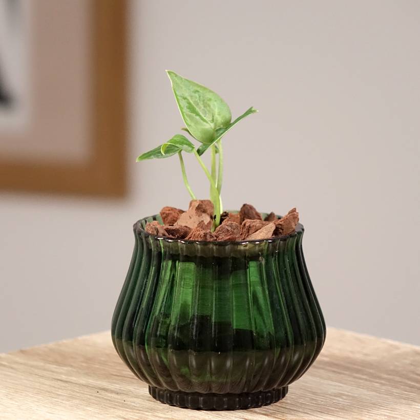 Promesse de Fleurs - Anthurium clarinervium Pot de 12 cm / 13 cm