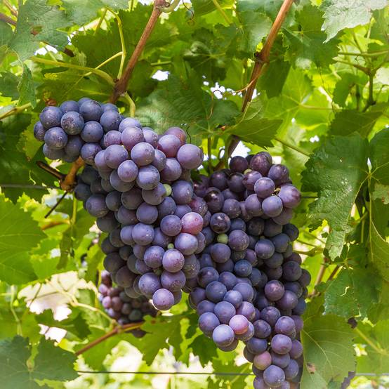 Promesse de Fleurs - Vigne de table Moscato d'Adda - Vitis vinifera Pot de 1,5L/2L