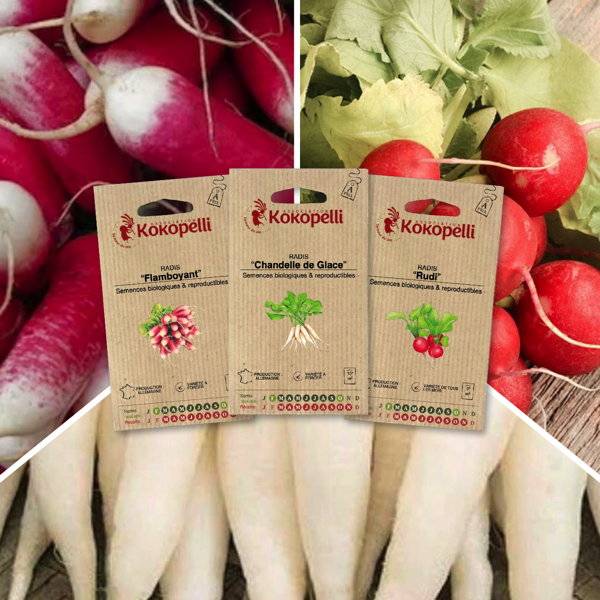 Radis aux formes variées - 3 sachets de graines bio à semer - Imagen 1