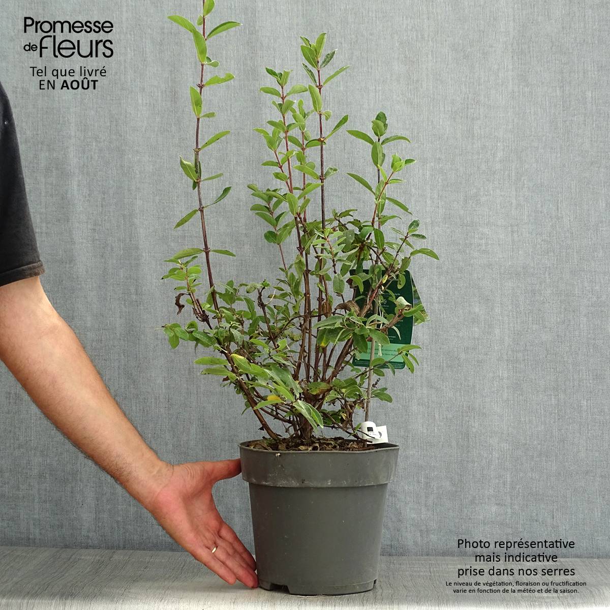 Promesse de Fleurs - Lonicera kamtschatica Kalinka - Baie de mai Pot de 1,5L/2L - Image 2