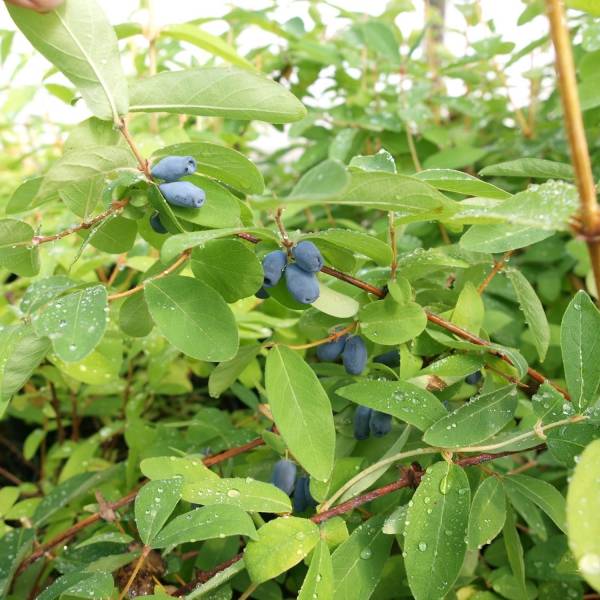 Promesse de Fleurs - Lonicera kamtschatica Kalinka - Baie de mai Pot de 1,5L/2L