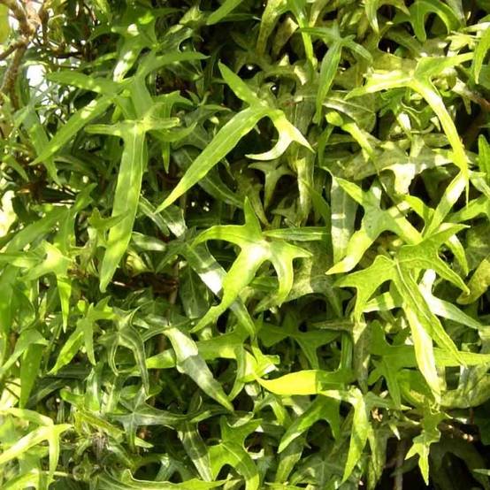 Promesse de Fleurs - Lierre d'ornement - Hedera helix Sagittifolia Pot de 2L/3L