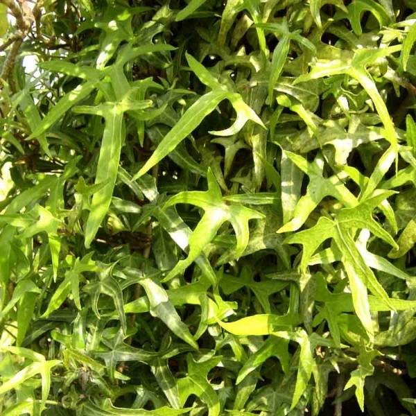 Promesse de Fleurs - Lierre d'ornement - Hedera helix Sagittifolia Pot de 2L/3L