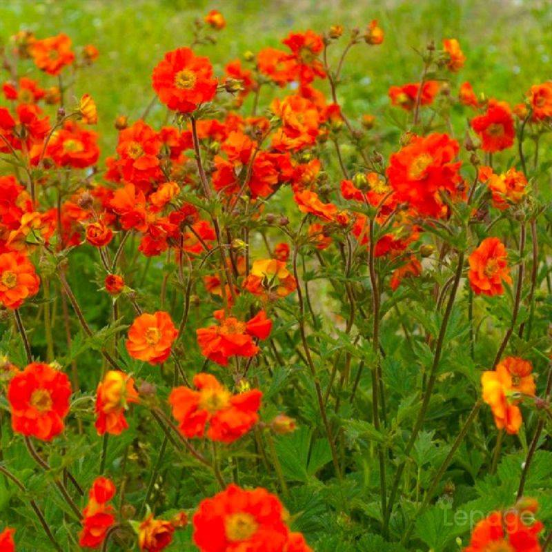 3 Benoîtes 'Fire Opal' (Geum 'Fire Opal') - Lot de 3 vivaces - Pépinières Naudet - Imagen 2