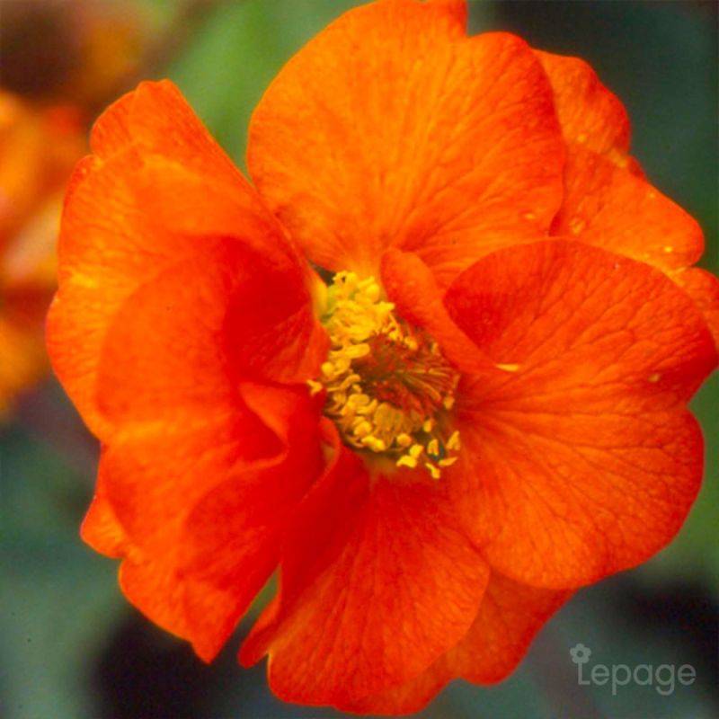 3 Benoîtes 'Fire Opal' (Geum 'Fire Opal') - Lot de 3 vivaces - Pépinières Naudet - Imagen 1