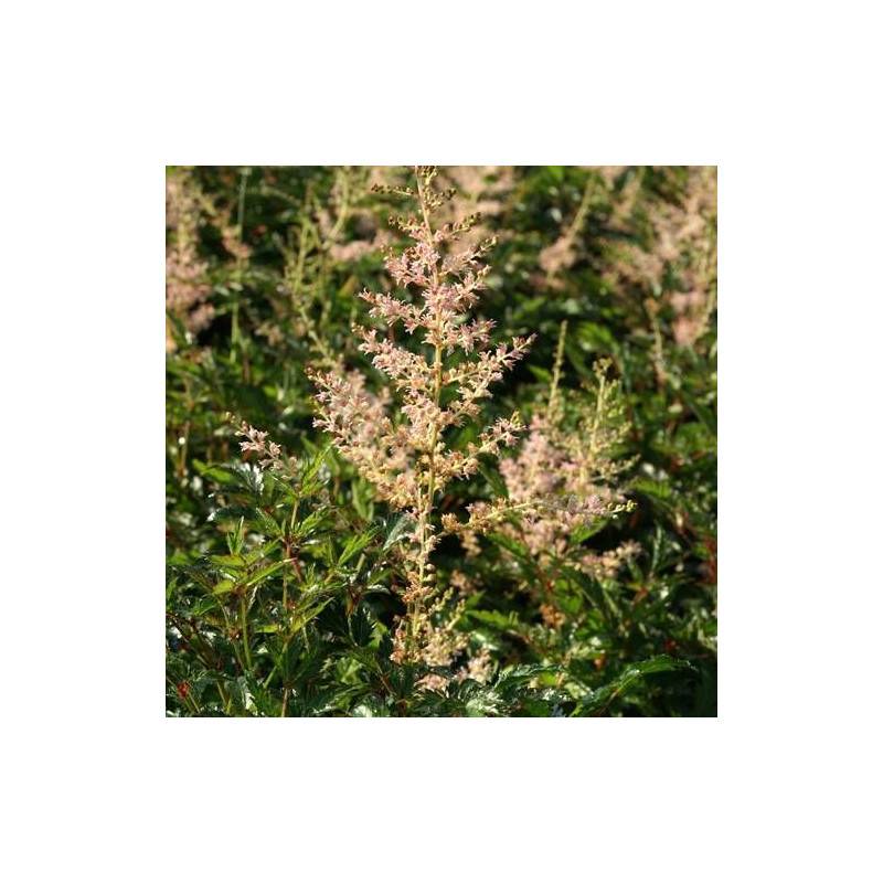 Astilbe à feuilles simples Sprite à fleurs Blanche/ - feuillage Caduc - Godet - 5/20 cm - Imagen 1
