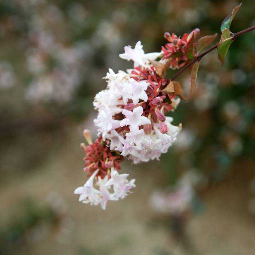 Abelia grandiflora - Abélia à grandes fleurs Pot de 7,5L/10L - Image 1