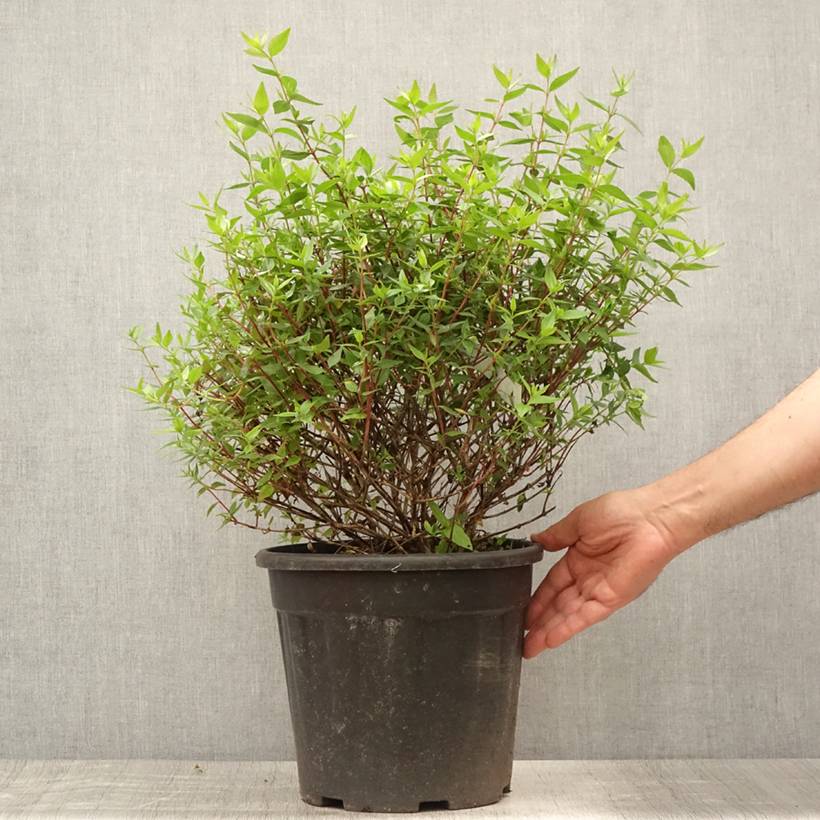 Abelia grandiflora - Abélia à grandes fleurs Pot de 7,5L/10L - Image 2
