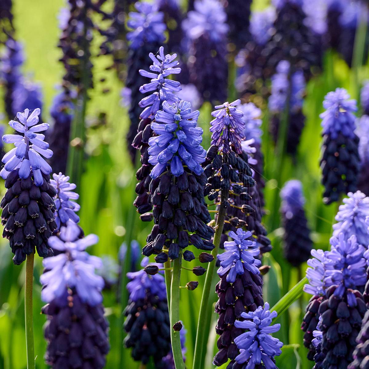 Promesse de Fleurs - Muscari latifolium Bulbe calibre 6+ (par 30)