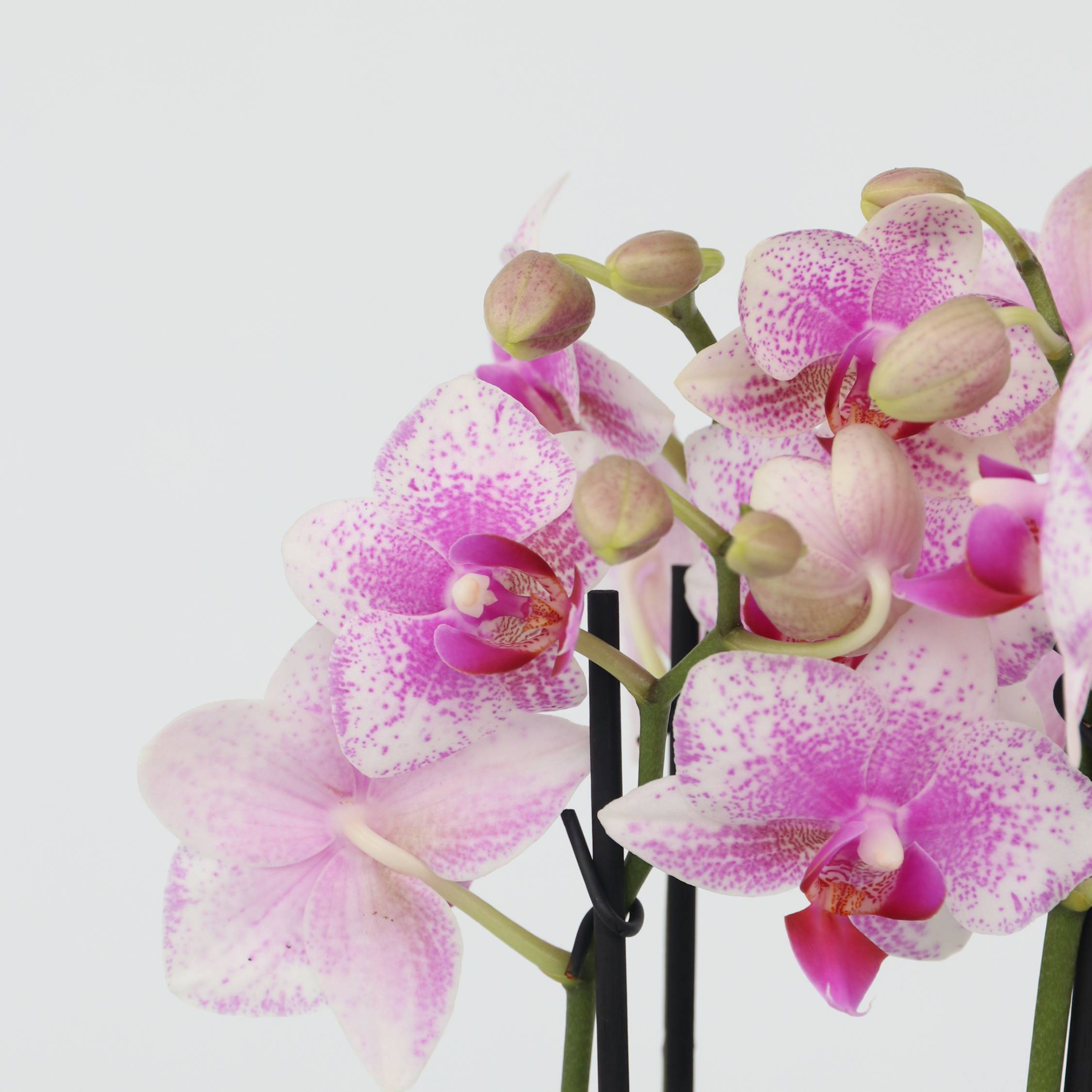 Plant In A Box - Orchidée papillon - Phalaenopsis Multiflora - Hauteur 35-45cm - ⌀12cm - Image 3