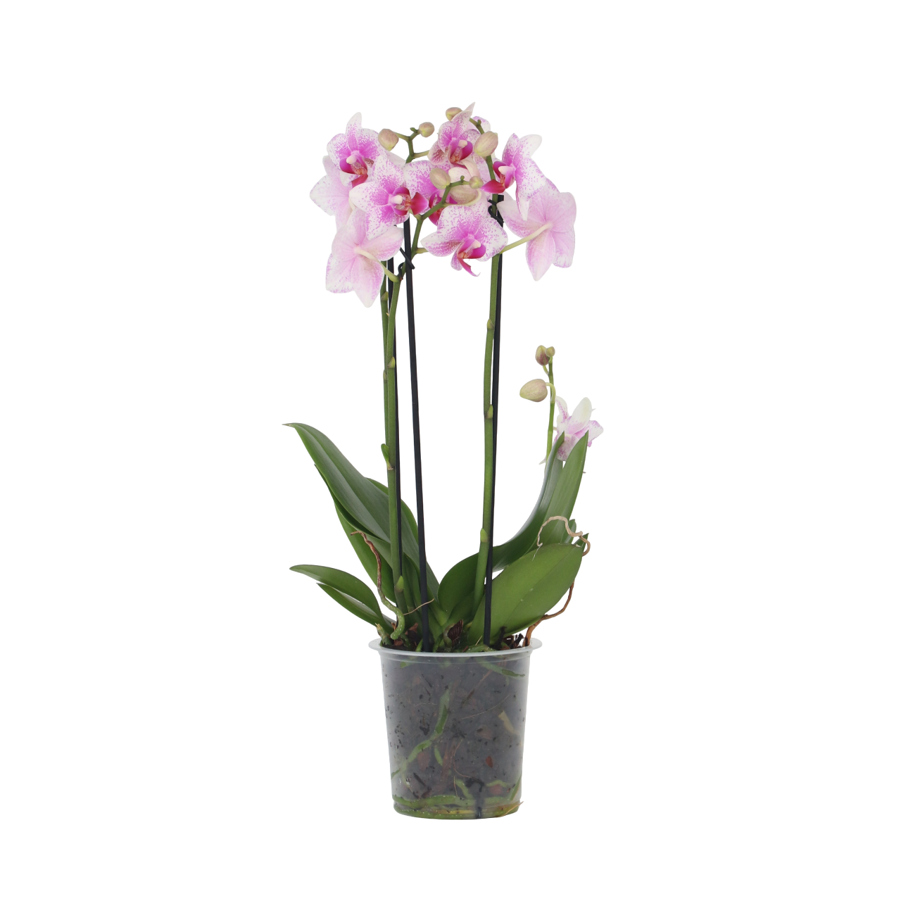 Plant In A Box - Orchidée papillon - Phalaenopsis Multiflora - Hauteur 35-45cm - ⌀12cm