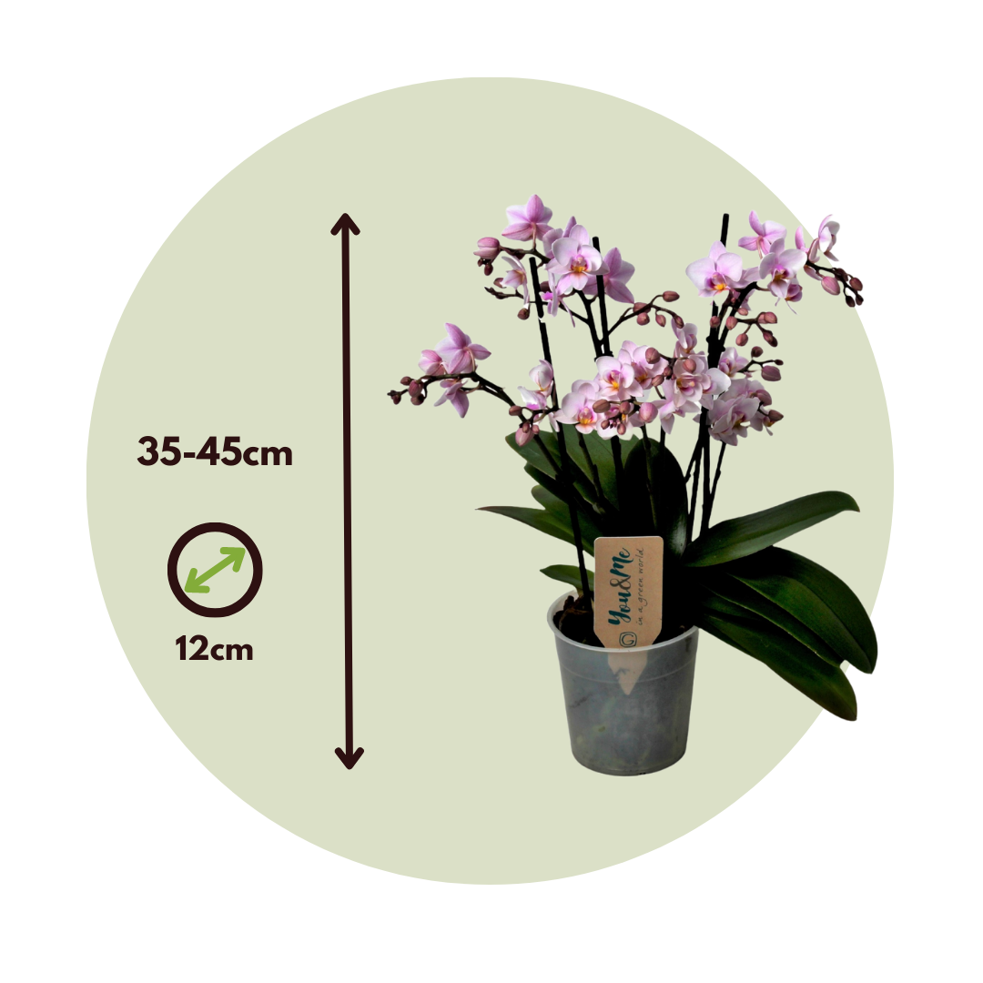 Plant In A Box - Orchidée papillon - Phalaenopsis Multiflora - Hauteur 35-45cm - ⌀12cm - Image 4