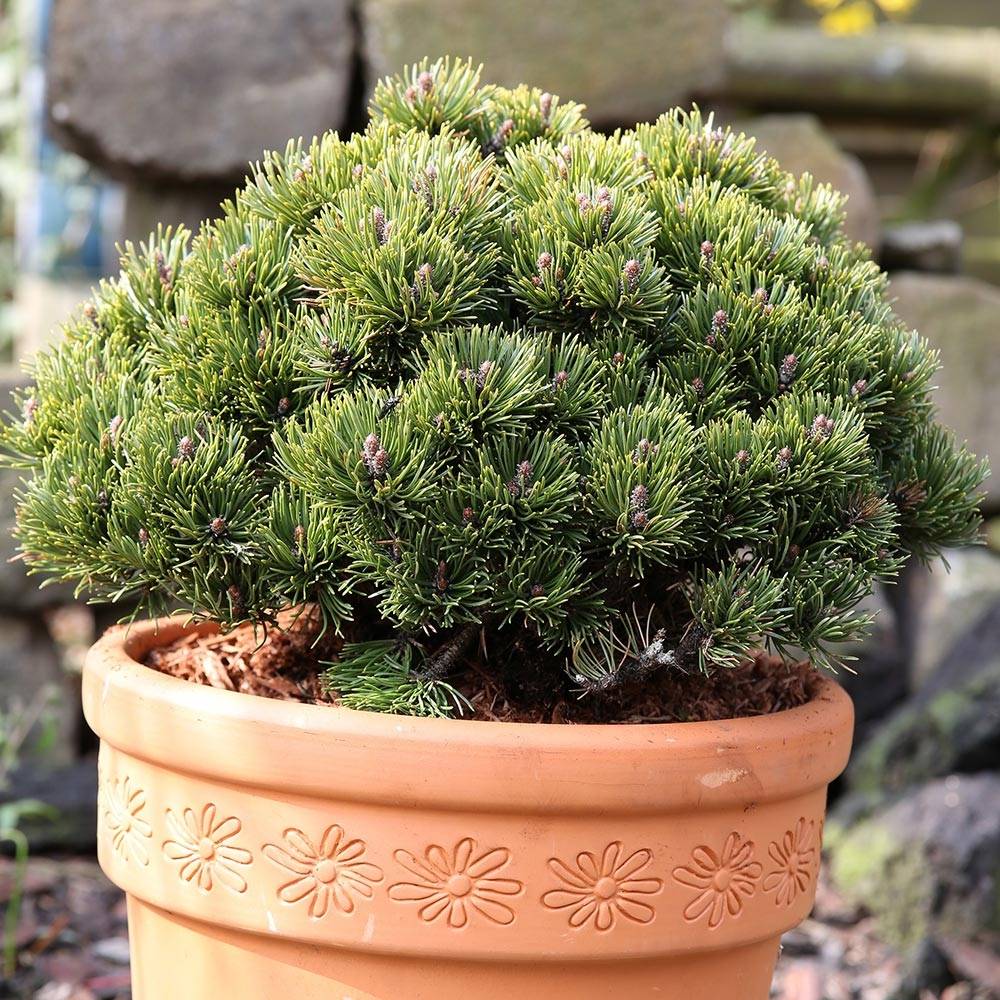 Promesse de Fleurs - Pinus mugo Picobello - Pin nain des montagnes Pot de 2L/3L