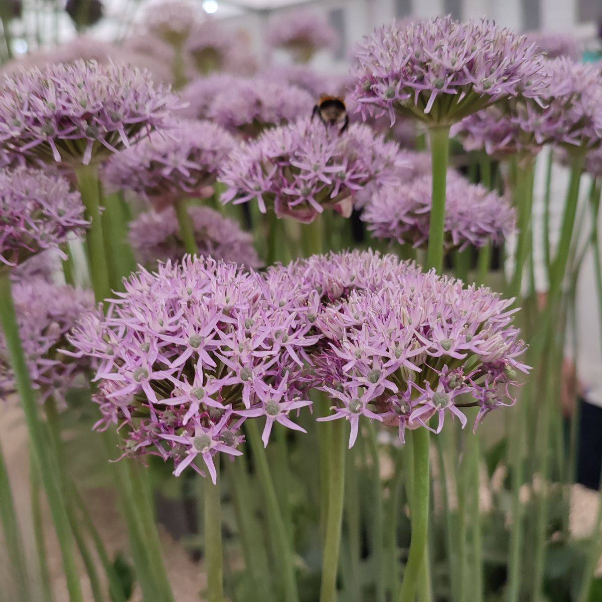 Promesse de Fleurs - Ail d'ornement - Allium New York Bulbe calibre 14+